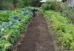 Le potager trou de serrure : quelques avantages de cette forme de culture potagère