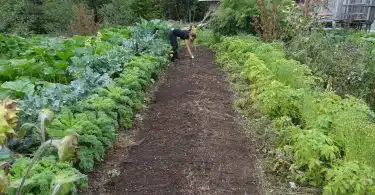 Le potager trou de serrure : quelques avantages de cette forme de culture potagère