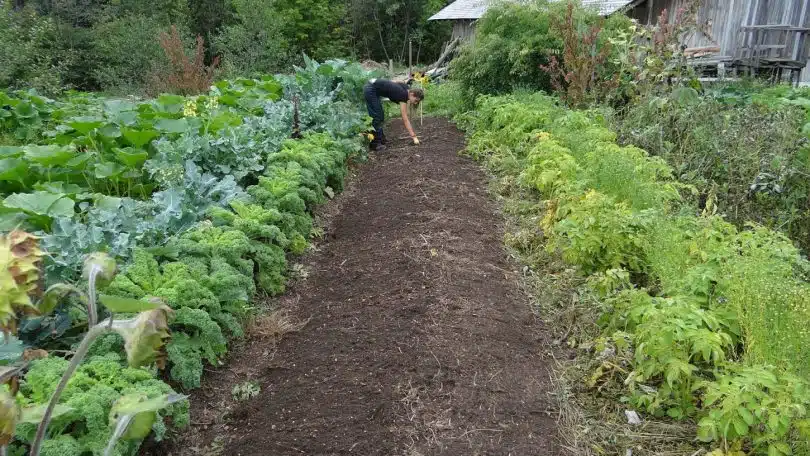 Le potager trou de serrure : quelques avantages de cette forme de culture potagère