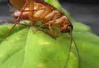 Se débarrasser des cafards dans votre maison, une priorité absolue !