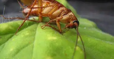 Se débarrasser des cafards dans votre maison, une priorité absolue !