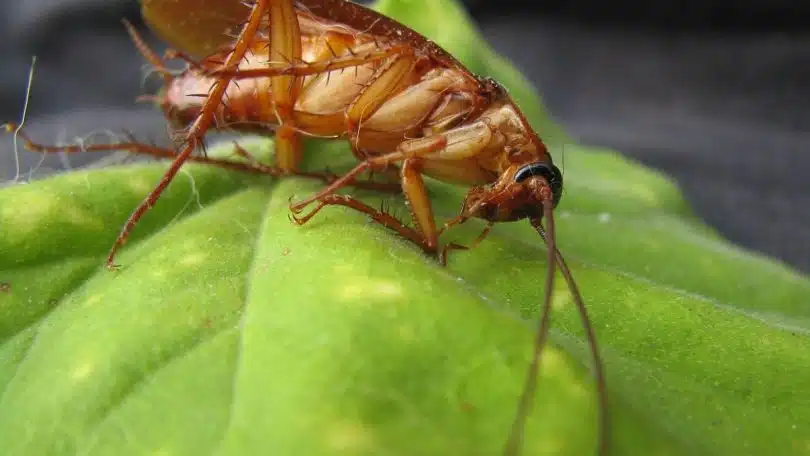 Se débarrasser des cafards dans votre maison, une priorité absolue !